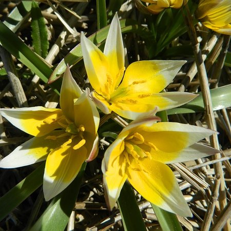 Tulipa tarda  (bulbe)