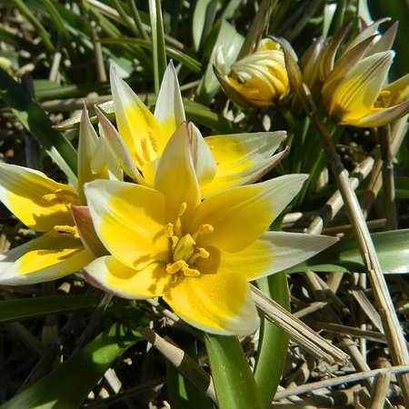 Tulipa tarda  (bol)