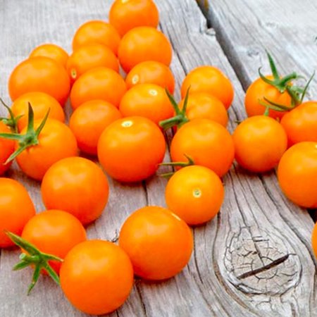 Tomate Orangette (semences)