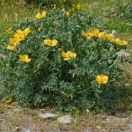 Pavot Cornu - Glacière jaune (semences)