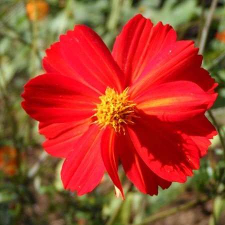 Cosmos Red Junny (zaad)