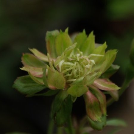 Chinensis Viridiflora
