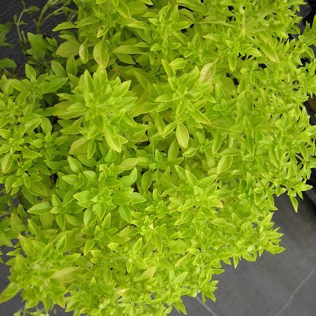 Ocimum basilicum 'Fin Vert'
