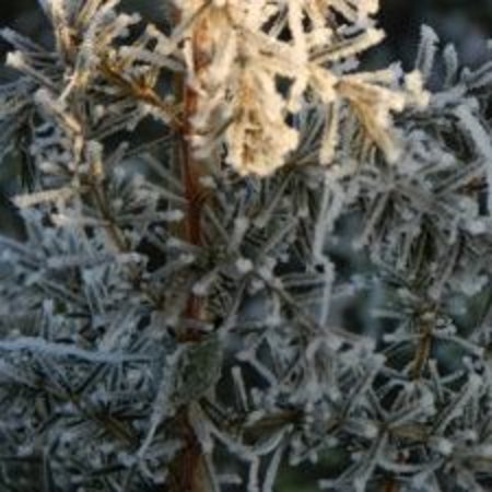 Juniperus communis, mannelijk