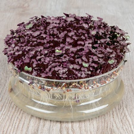 graines à germer radis 'Sango Purple'
