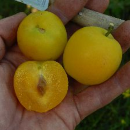 Prunus sp. 'Gek'