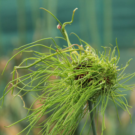 Allium 'Hair' (bulbe)