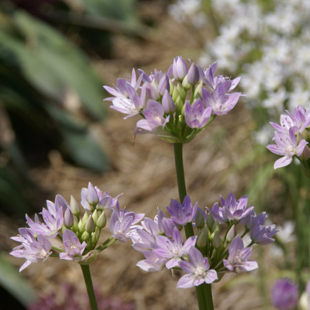 Allium unifolium (bol)