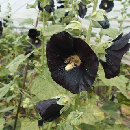 Rose Trémière noire (semences)