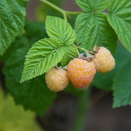 Framboise d'automne 'Fallgold'