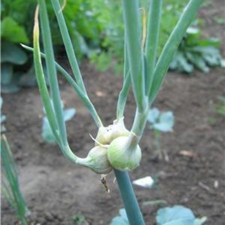 Allium cepa Viviparum (bol)