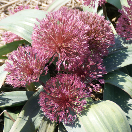 Allium nevskianum (bol)