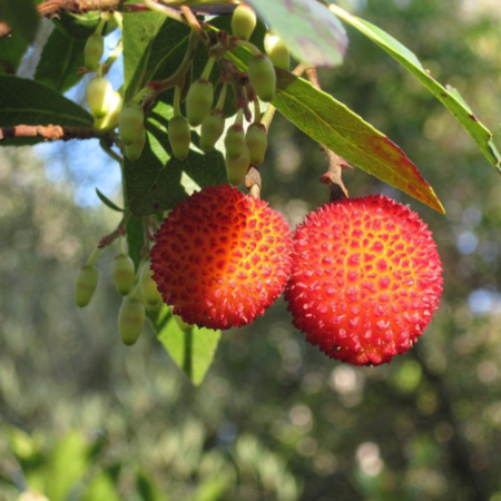 Arbousier, arbre aux fraises