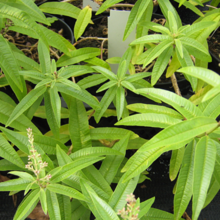 Aloysia triphylla 'Lime'