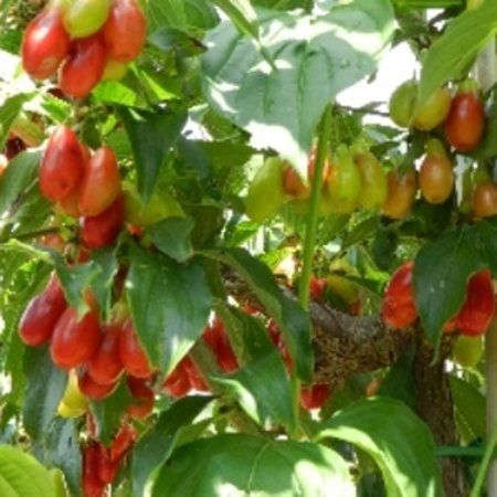 Cornouiller mâle 'cultivar à gros fruits rouges'