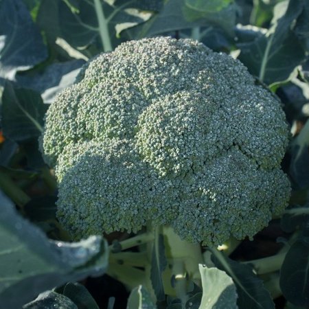 Broccoli Rasmus (zaad)