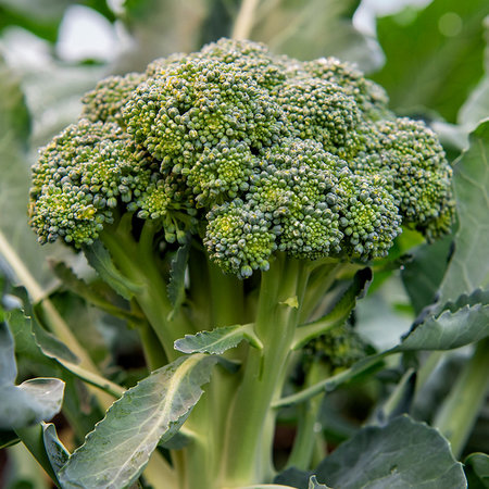 Broccoli - Bobby (zaad)