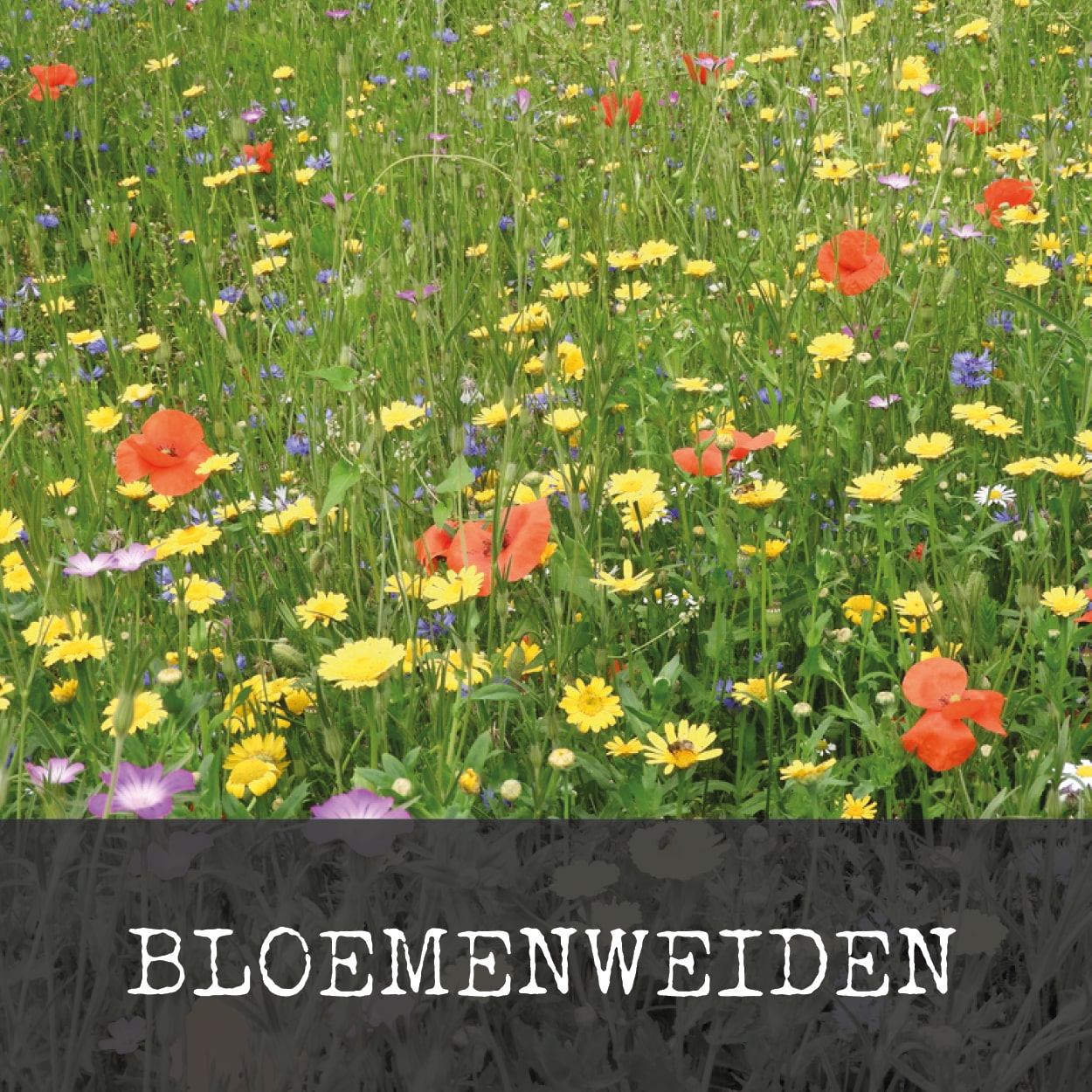 bloemenweide banner homepage