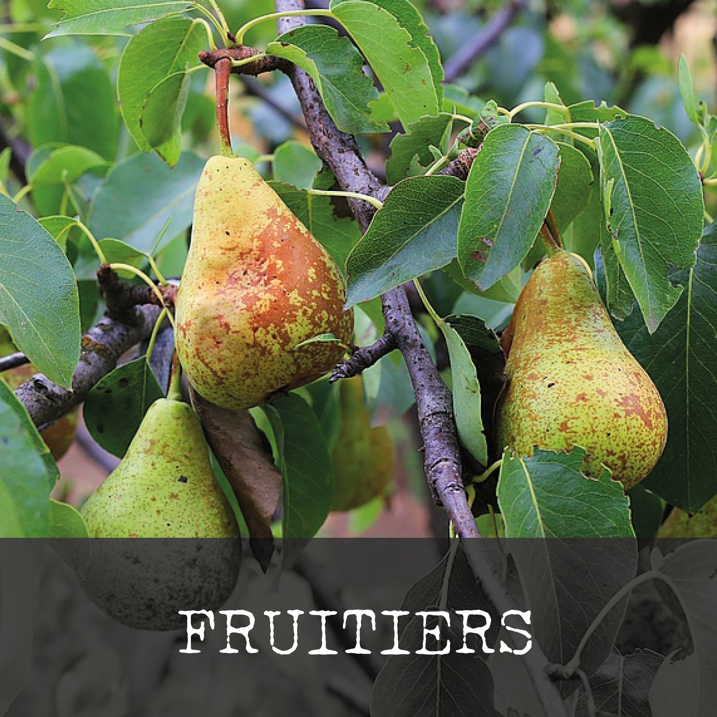 fruitiers-homepage